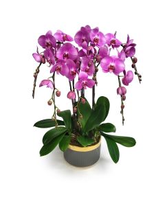 Mini Phalaenopsis 8 orchid plant