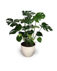 Office Plant 18M indoor plant