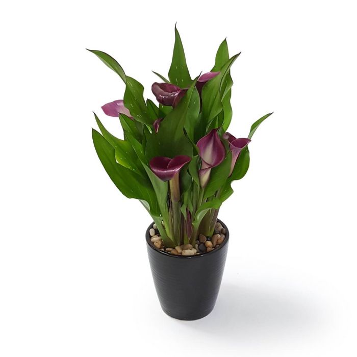 Potted Calla Lilies 27 indoor plant