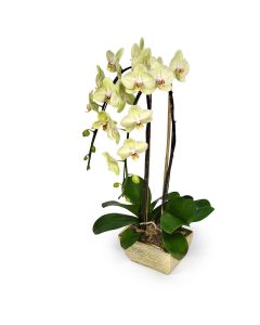 Mini Green Orchids 10 